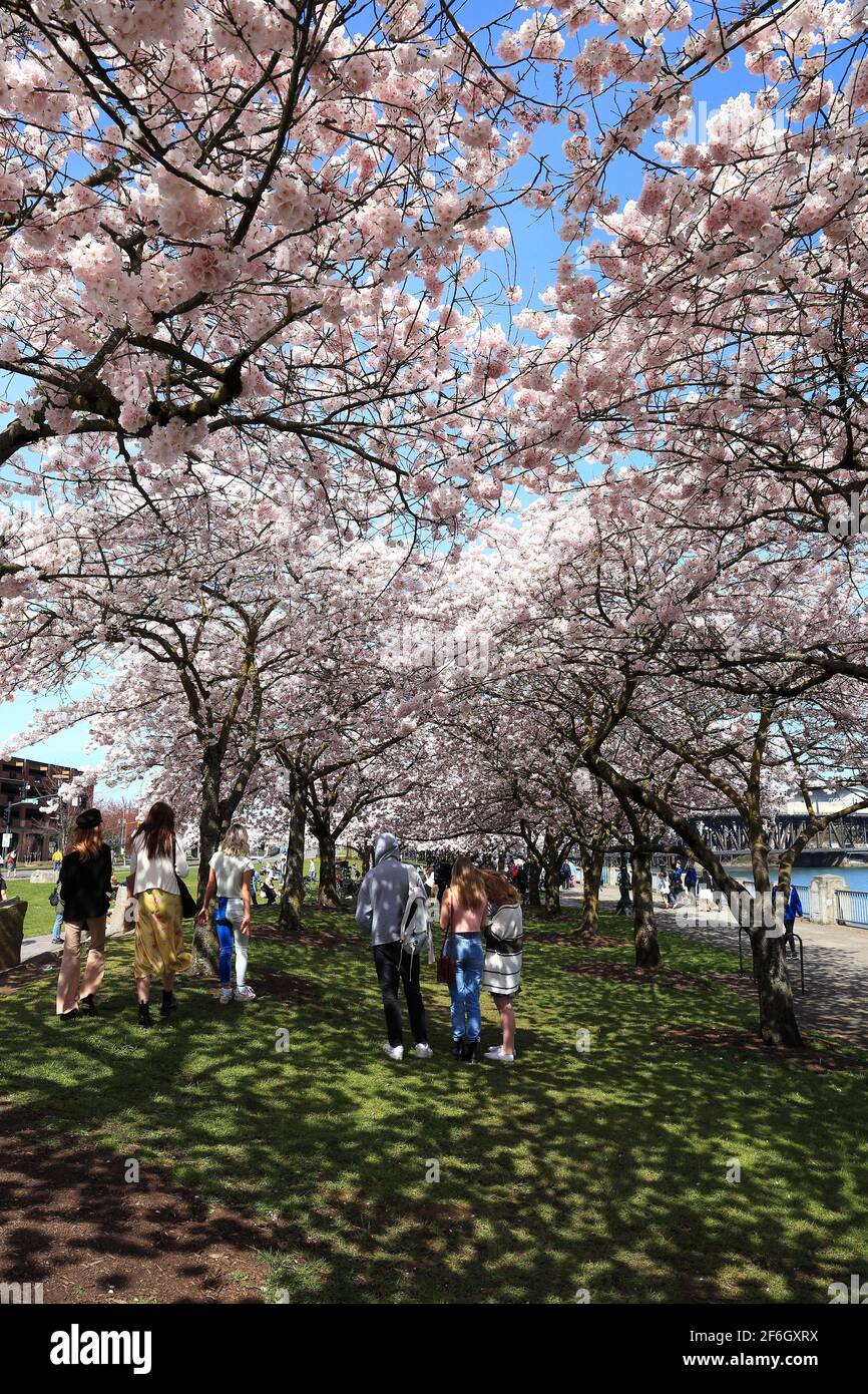 Editorial Image Portland, Oregon 31 March 2021 Cherry blossoms on the Portland waterfront at