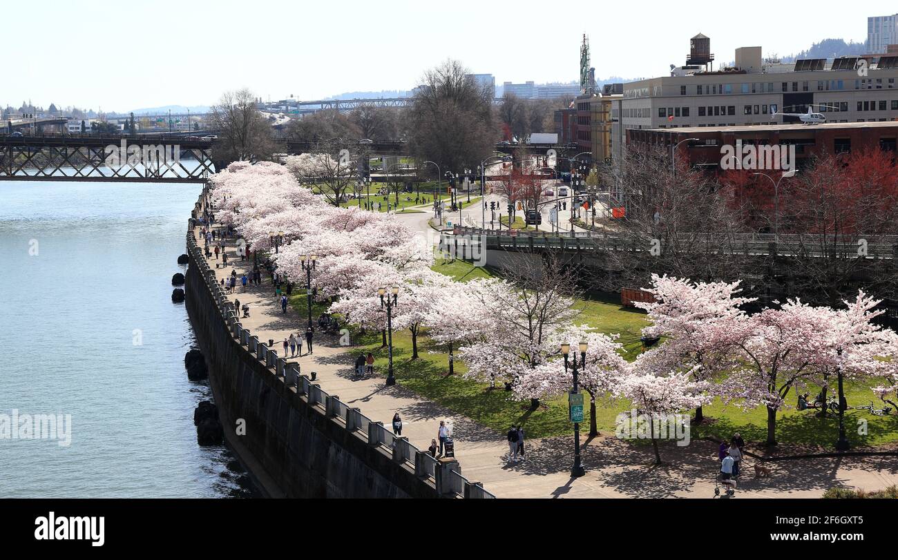 Editorial Image: Portland, Oregon - 31 March 2021: Cherry blossoms on the Portland waterfront at the Japanese American Historical Plaza. Stock Photo