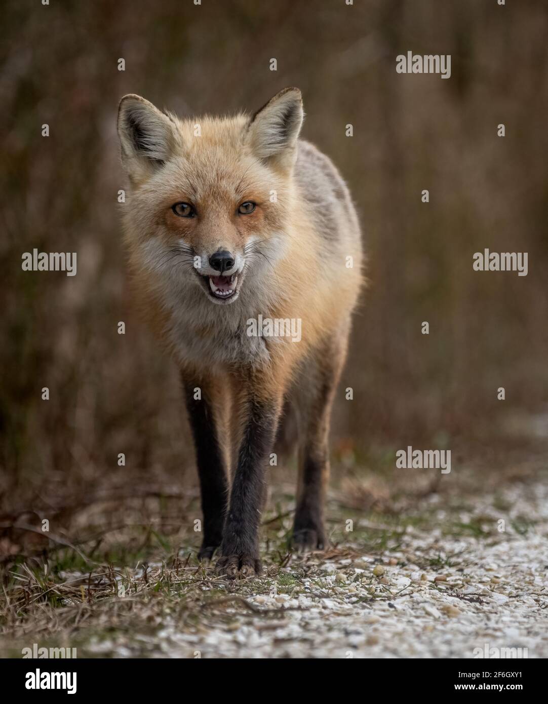 Free Images : wildlife, nature, snow, wild, furry, predator, winter, red fox,  carnivore, whiskers, fawn, terrestrial animal, kit fox, Swift fox, dog  breed, snout, dhole, fur, canidae, tail, natural landscape, red wolf