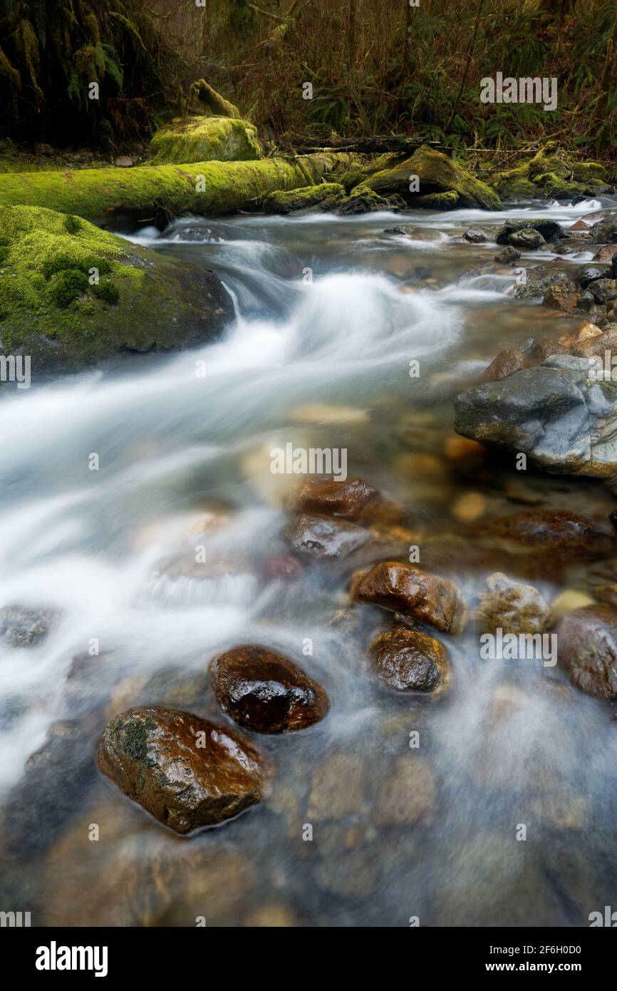 French Creek, mossy boulders and mossy log, Darrington, Snohomish County, Washington, USA Stock Photo