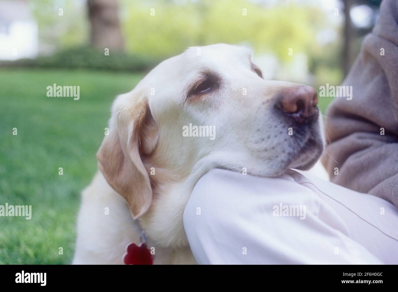 Close-up of Labrador Retriever resting head on woman's knee Stock Photo