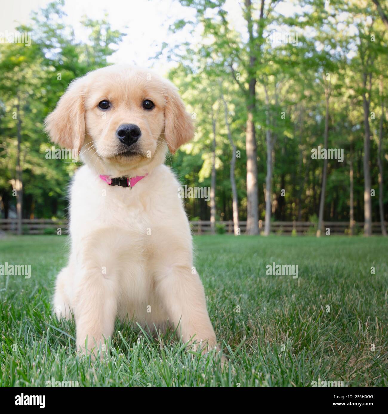Golden Retriever puppy sitting on grass Stock Photo - Alamy