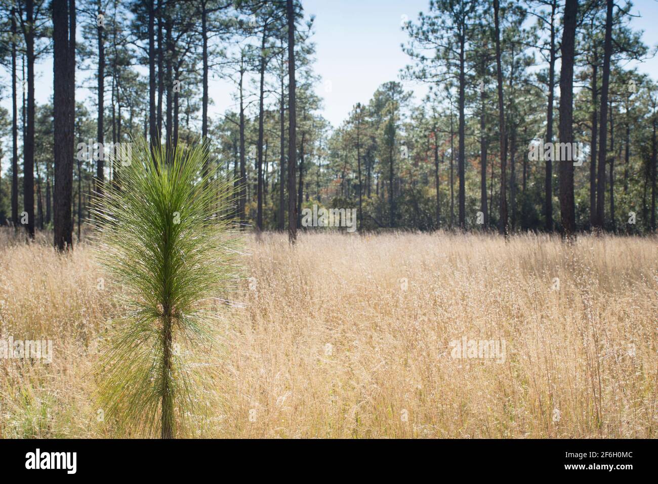 Holly shelter game lands hires stock photography and images Alamy