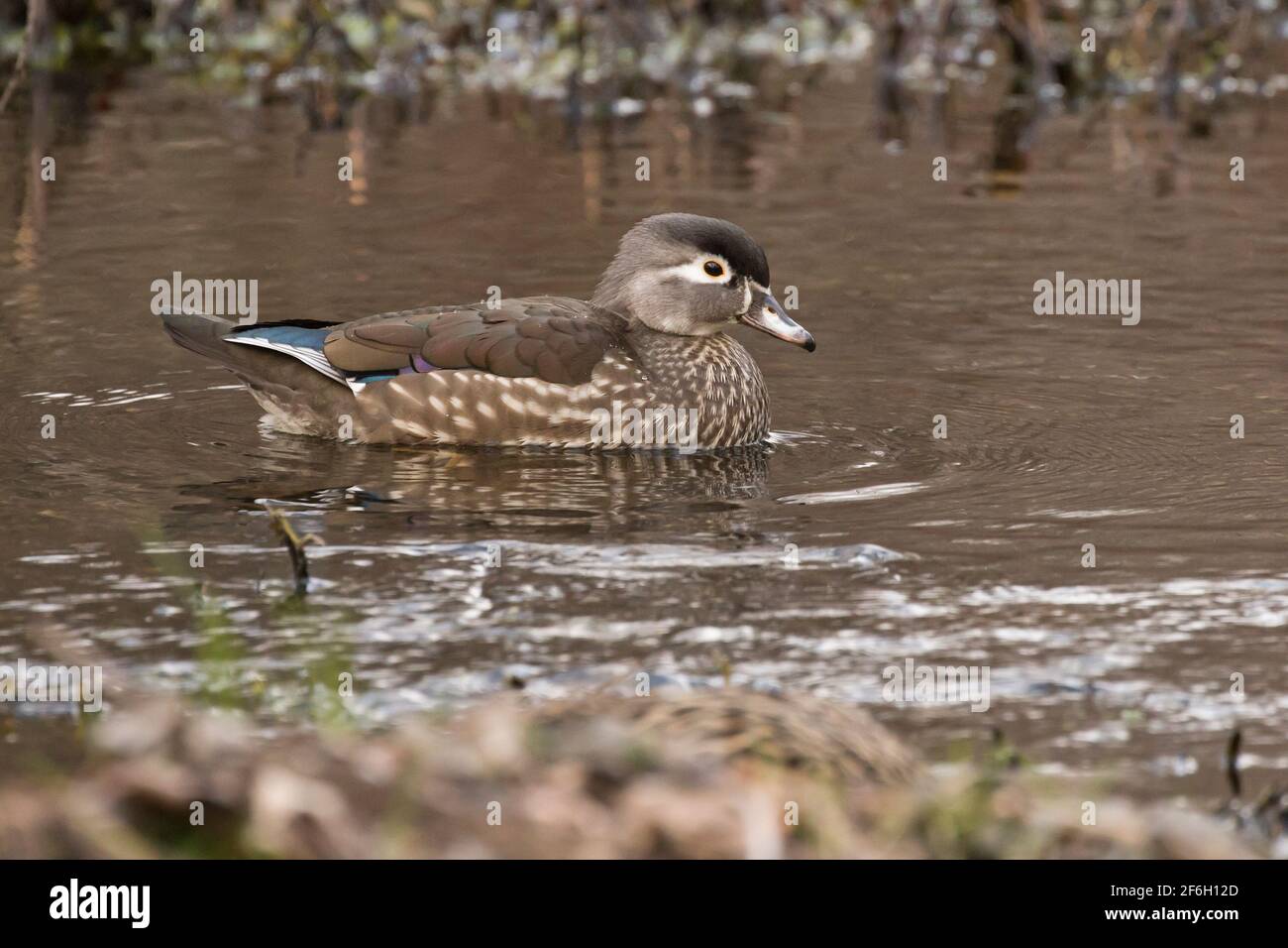 Adult Wood Duck (Aix sponsa) hen swimming in a creek, Long Island, New York Stock Photo