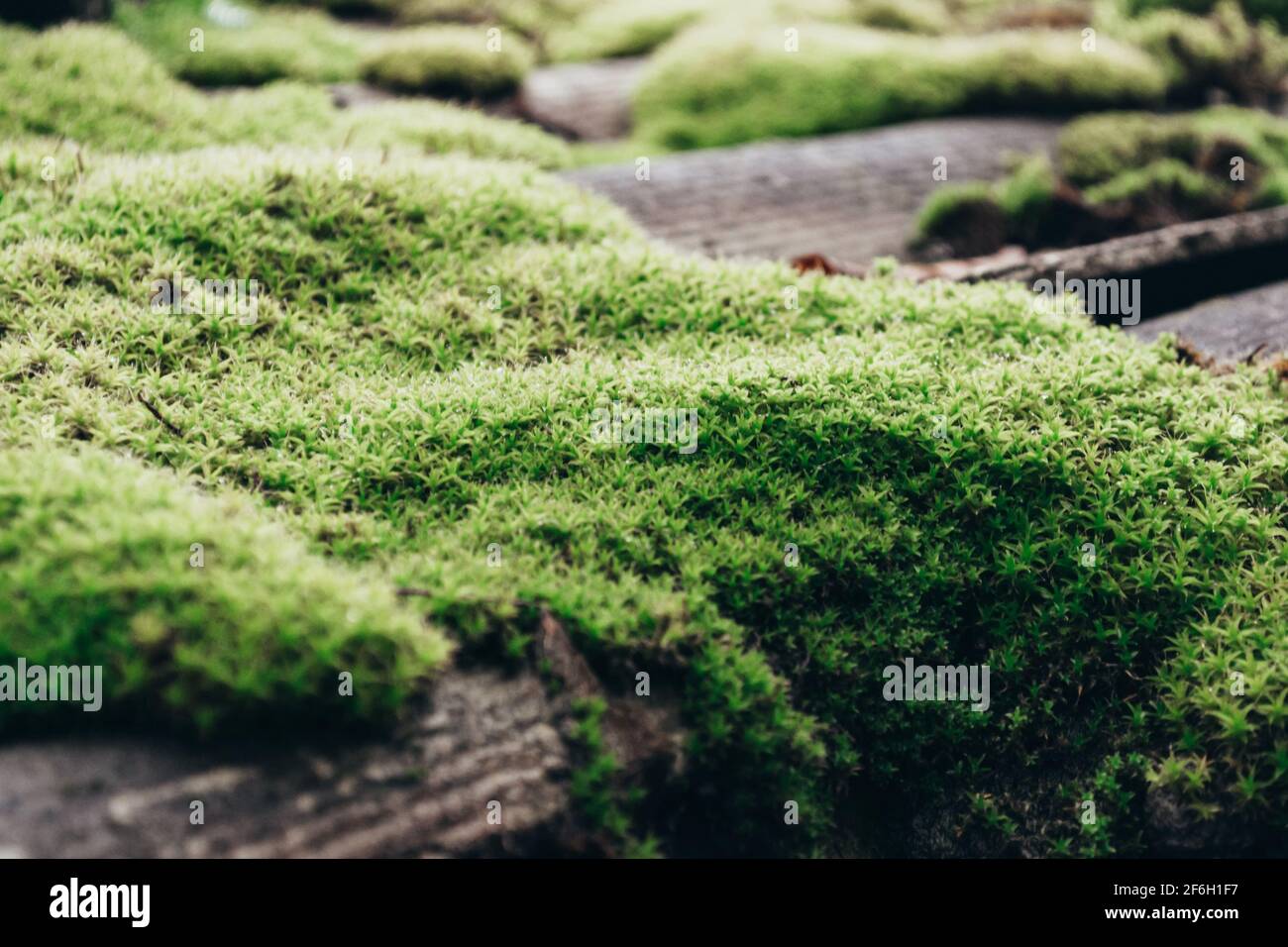 tiled roof covered with moss. The stone is covered with beautiful moss and lichen. Bright green moss Background with texture in nature. Natural moss Stock Photo
