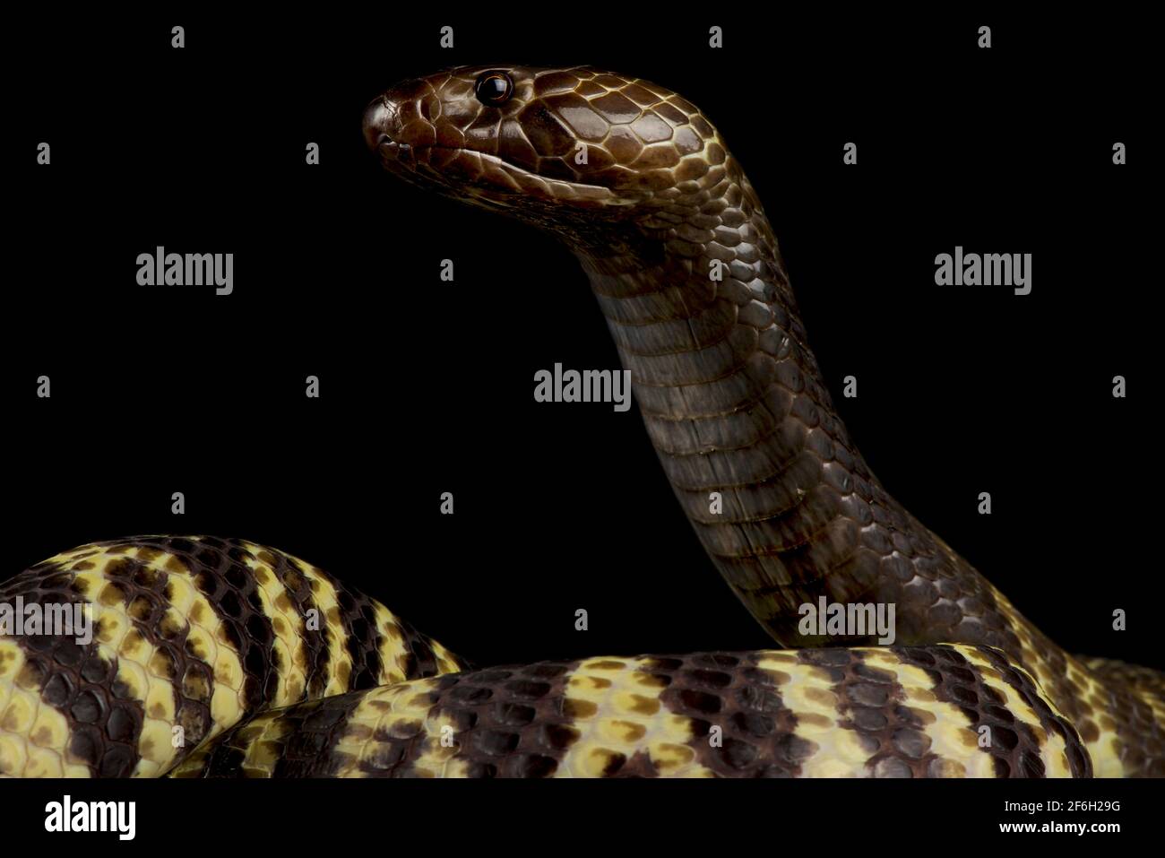 Zebra spitting cobra (Naja nigricincta nigricintcta Stock Photo Alamy