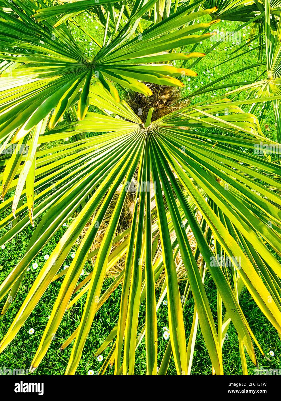 Palm tree fronds growth hires stock photography and images Alamy