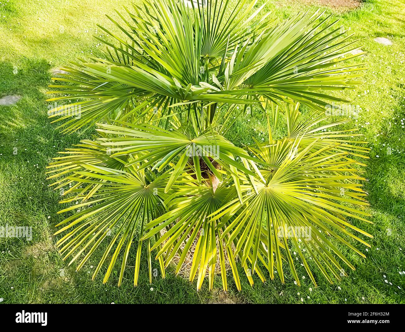 Palm tree fronds growth hires stock photography and images Alamy