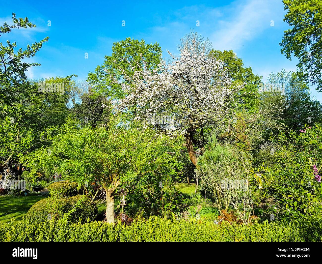 Fruit trees deciduous trees partly in bloom with blossoms in green against sky blue clouds cottage garden park garden permaculture nature landscape Stock Photo