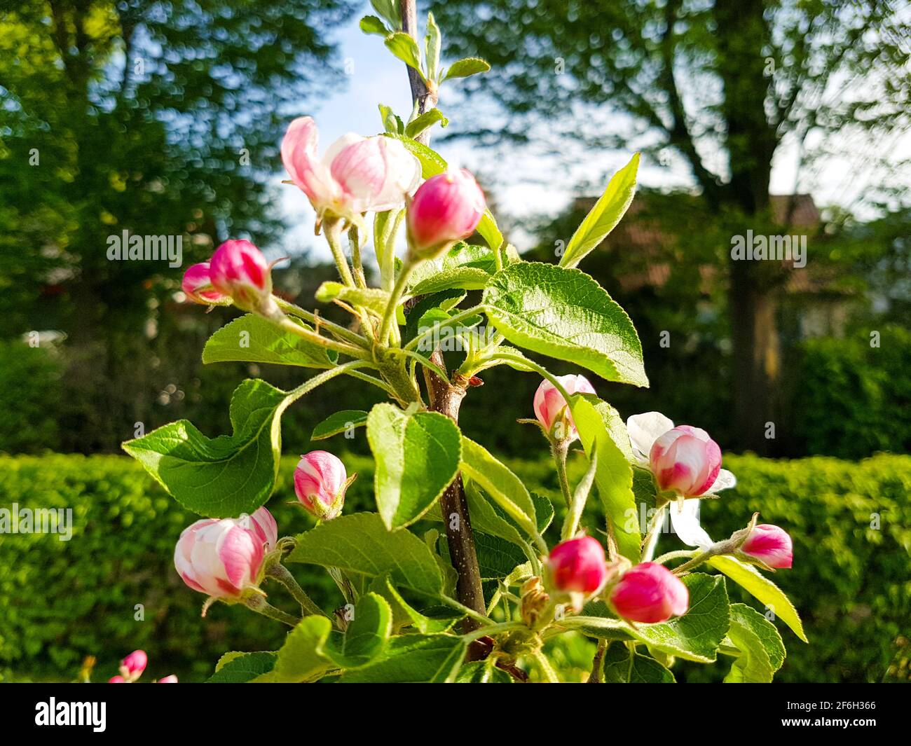 Apple blossom apple tree espalier fruit in spring in front of sky blue and tall trees garden park landscape blossoms pink white beauty buds floral Stock Photo