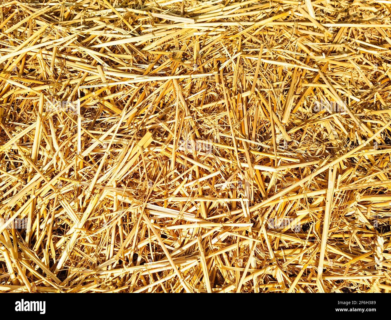 Straw hay bales yellow sun summer harvest harvest straw autumn autumnal dry background warm template nature cover cover flower beds garden Stock Photo