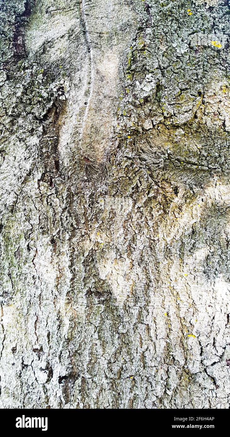Tree bark rough old cracked background template brown green structure grain nature natural forest trees sustainable wood wooden design environment Stock Photo