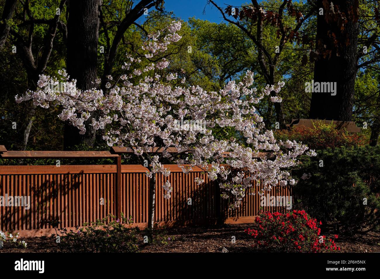 Cherry Blossoms in the Japanese Garden in Micke Grove Regional Park, Lodi, California Stock Photo