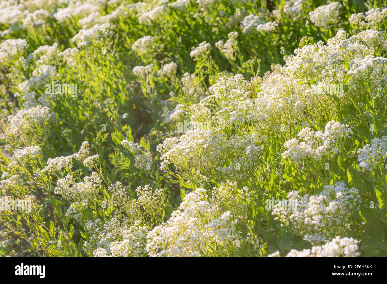 Wildflowers in spring with snowy white flowers, Heart-podded hoary cress (Cardaria draba) close up in sunny day Stock Photo