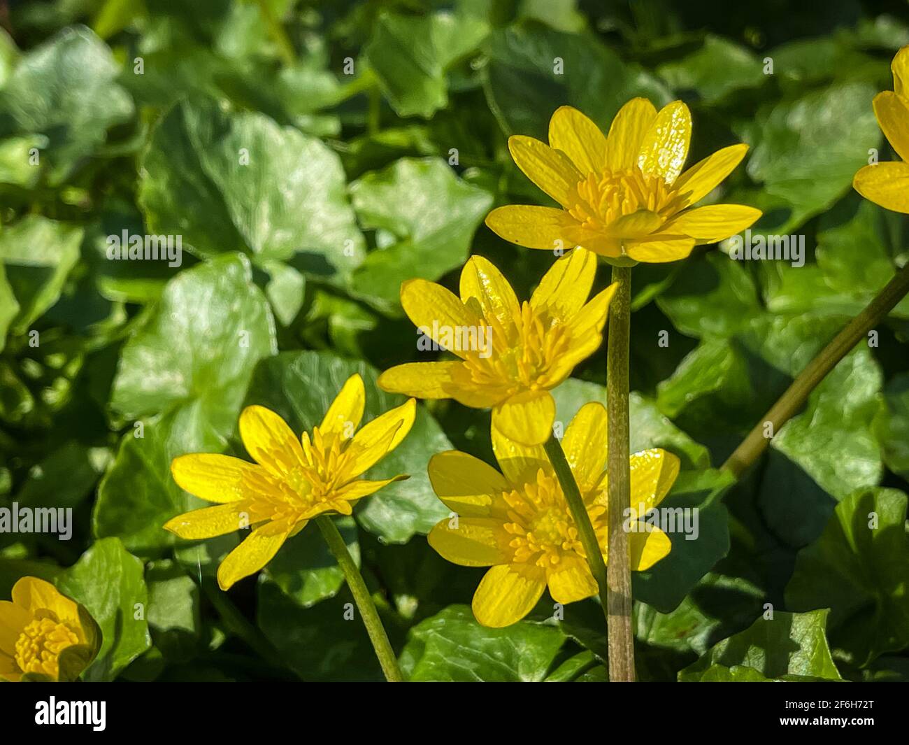 Ficaria verna wild flower also known as Lesser Celandine, pilewort or fig buttercup Stock Photo