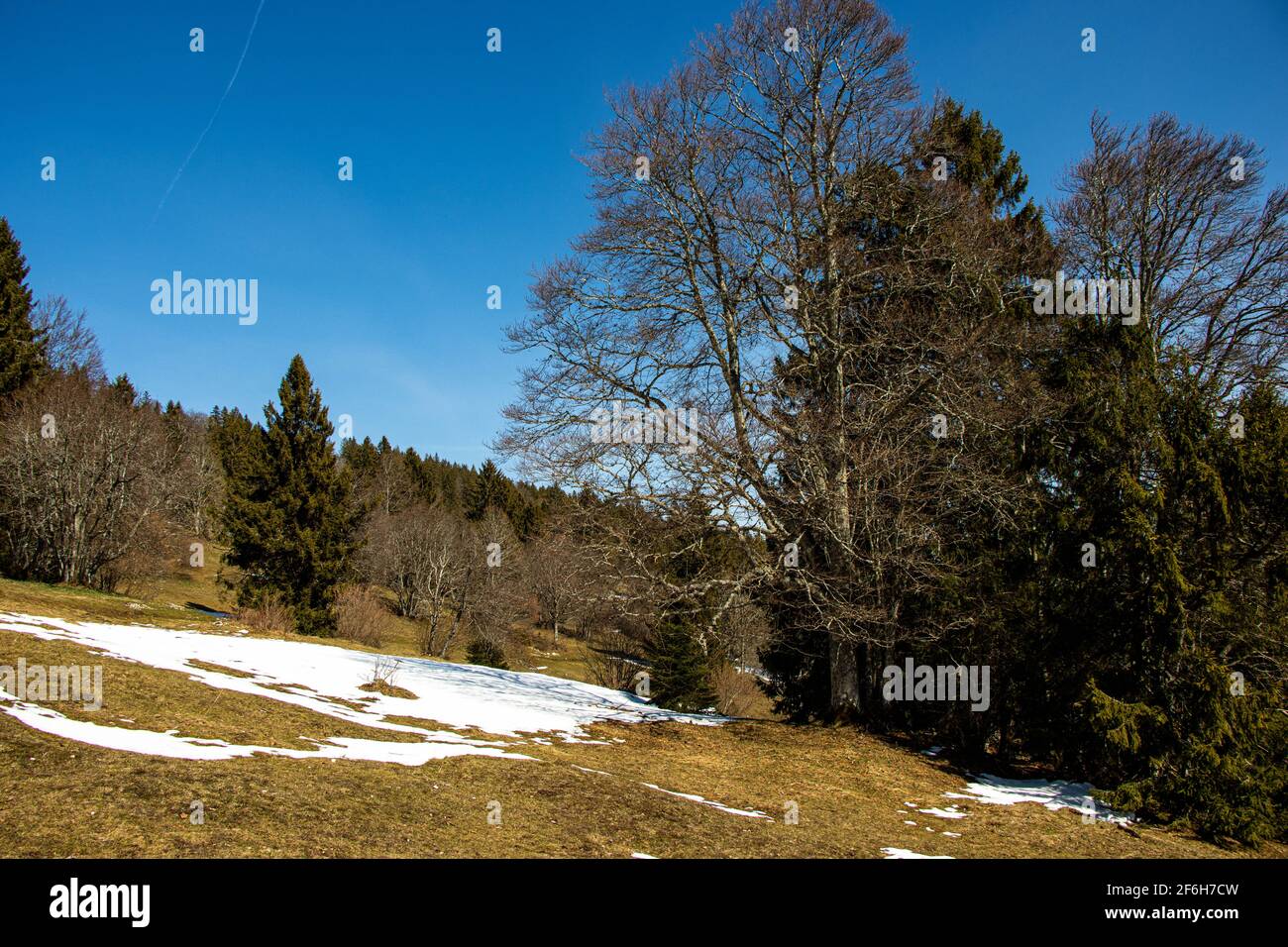 Meadow and trees and snowy patches in spring. Prés-d-Orvin, Switzerland. Stock Photo