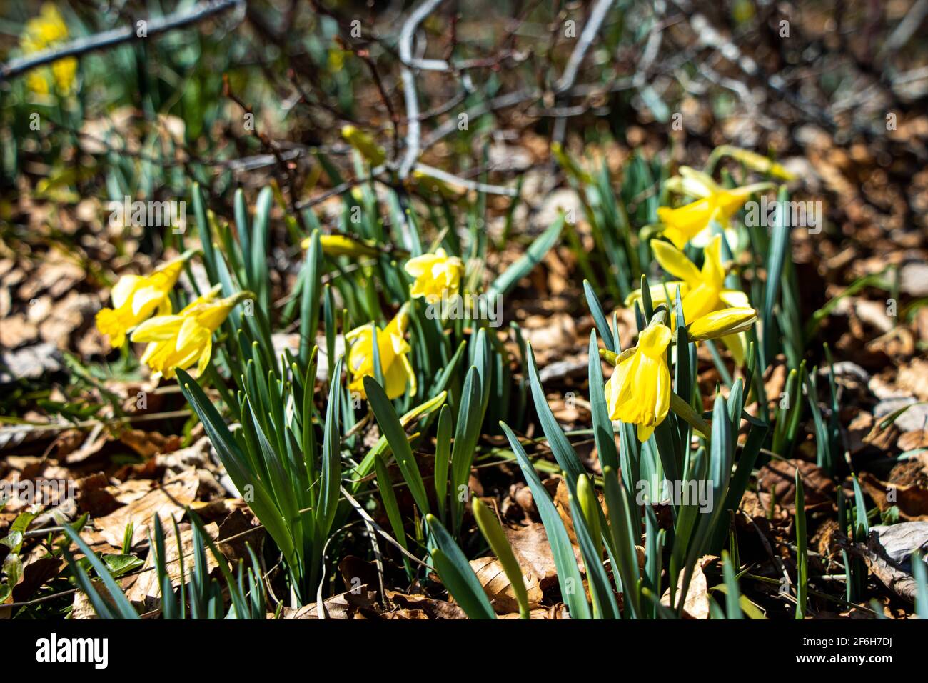 Group of wild growing daffodils in Prés-d-Orvin. Stock Photo