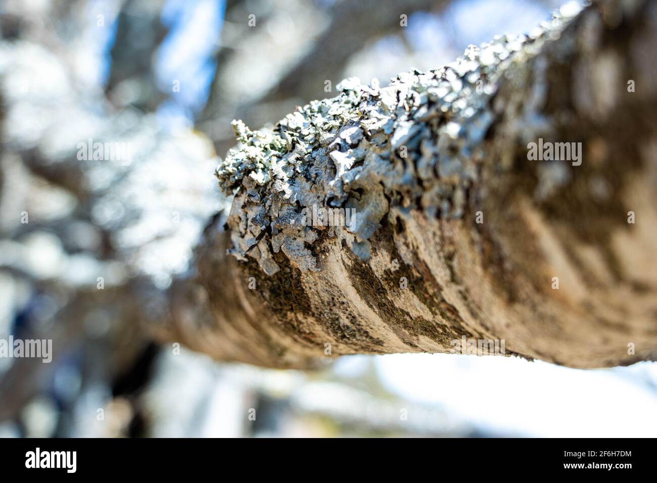 Lichen on a branch. selective focus. Jurassic mountains, Switzerland. Stock Photo