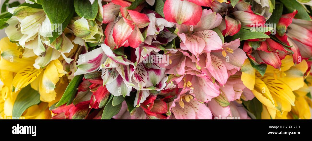 Banner with background from multi-colored flowers. multicolored alstroemeria, pink, yellow, magenta, white and red alstroemerias. Soft focus Stock Photo