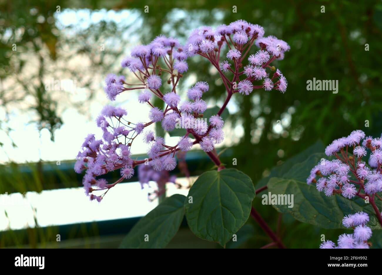 Ageratum growing in Russian Far East. Stock Photo
