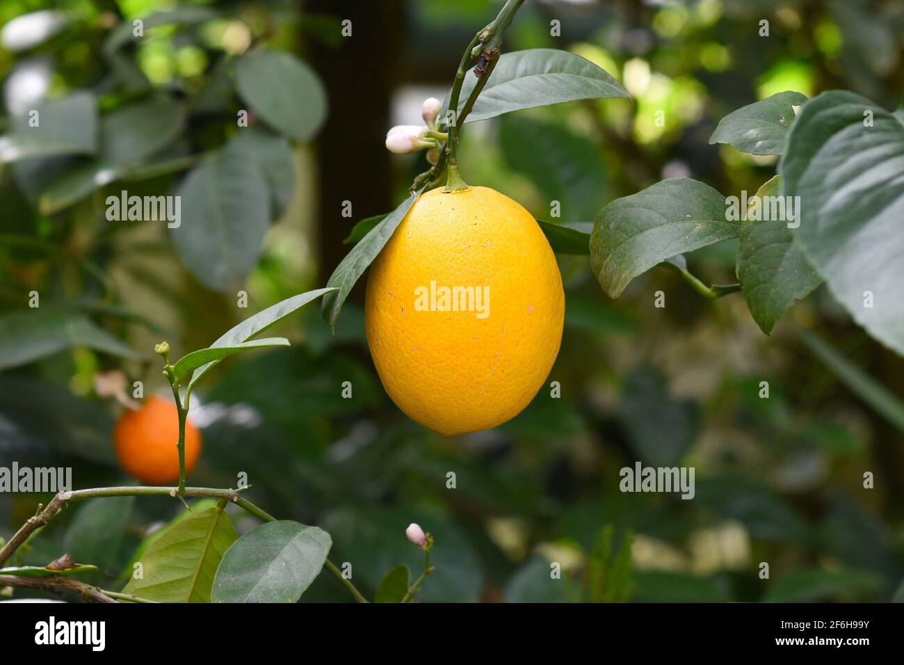 Kumquat or Citrus japonica fruit growing on a branch Stock Photo