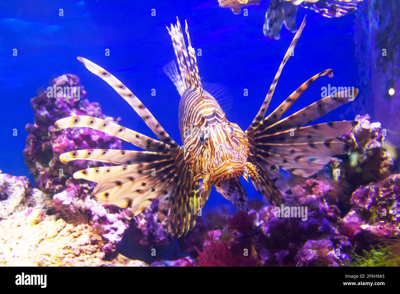 Dangerous Lionfish zebra fish in the Indian ocean water Stock Photo