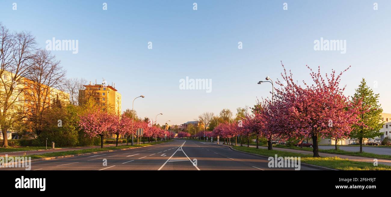 Trida 17. listopadu street with flowering sakura trees in Karvina city in Czech republic during springtime evening with clear sky Stock Photo