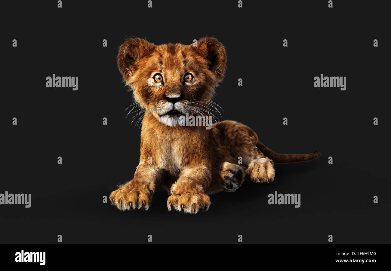 3d Illustration Portrait of Little Lion Cub Isolated on Dark Background with Clipping Path. Stock Photo