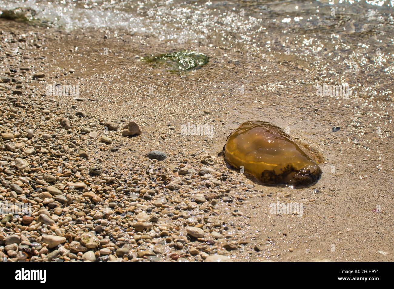 Brown jellyfish on a rocky beach at Prajjet Bay on a warm fall day in Malta  Stock Photo - Alamy