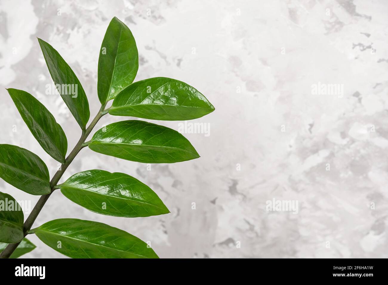 Branch with leaves of zamiokulkas close-up on the background of a gray stone wall. Front view, Copy space. Stock Photo