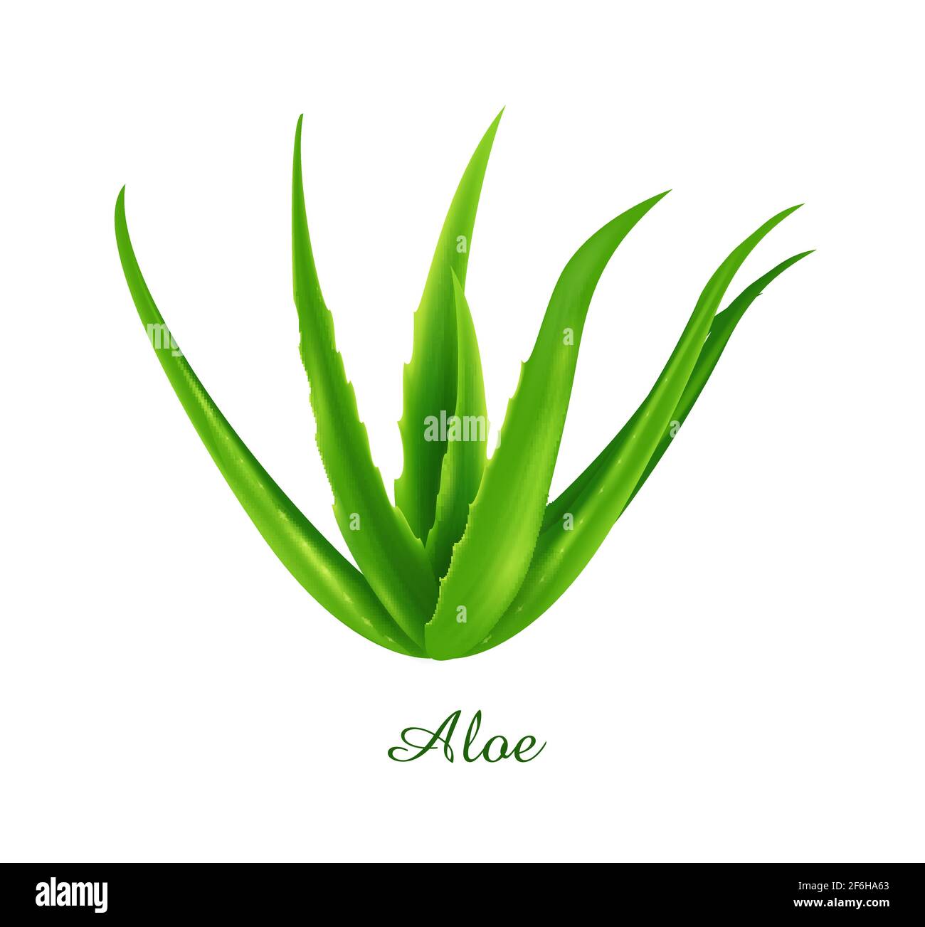 Aloe plant, green grasses herbs and plants collection, realistic vector illustration Stock Vector
