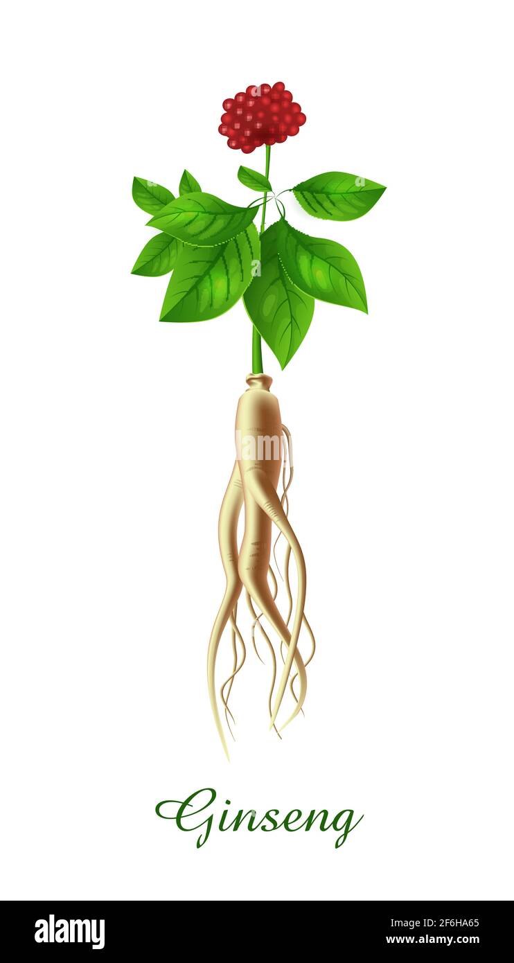 Ginseng plant, green grasses herbs and plants collection, realistic vector illustration Stock Vector