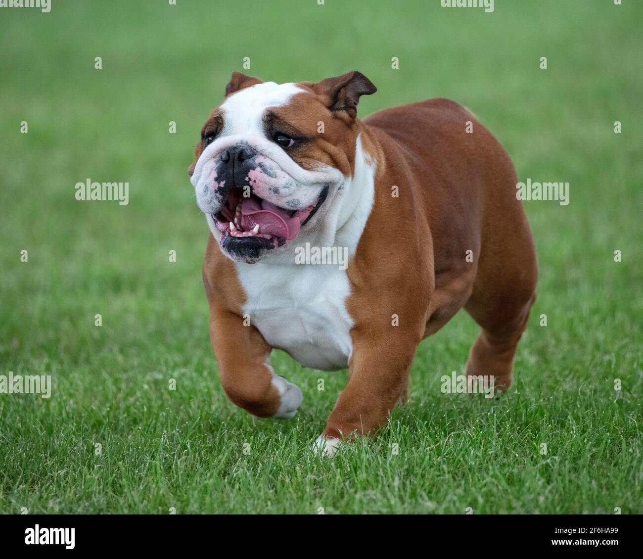 English Bulldog at a dog show Stock Photo Alamy