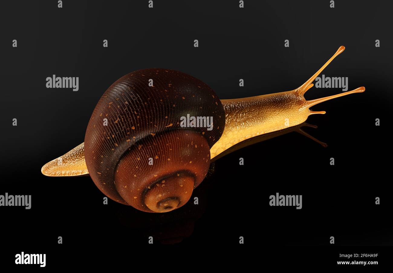 3d Illustration Burgundy or Edible Snail (Helix pomatia) is common big european land snail. Helix pomatia - edible snail Stock Photo