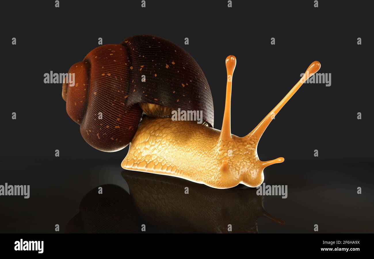 3d Illustration Burgundy or Edible Snail (Helix pomatia) is common big european land snail. Helix pomatia - edible snail Stock Photo