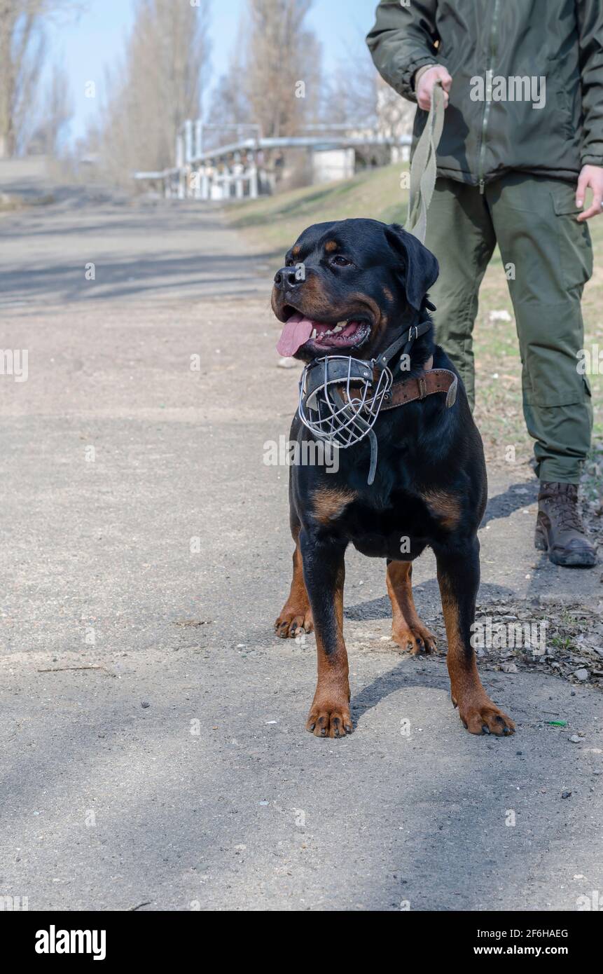 Are Rottweilers Service Dogs