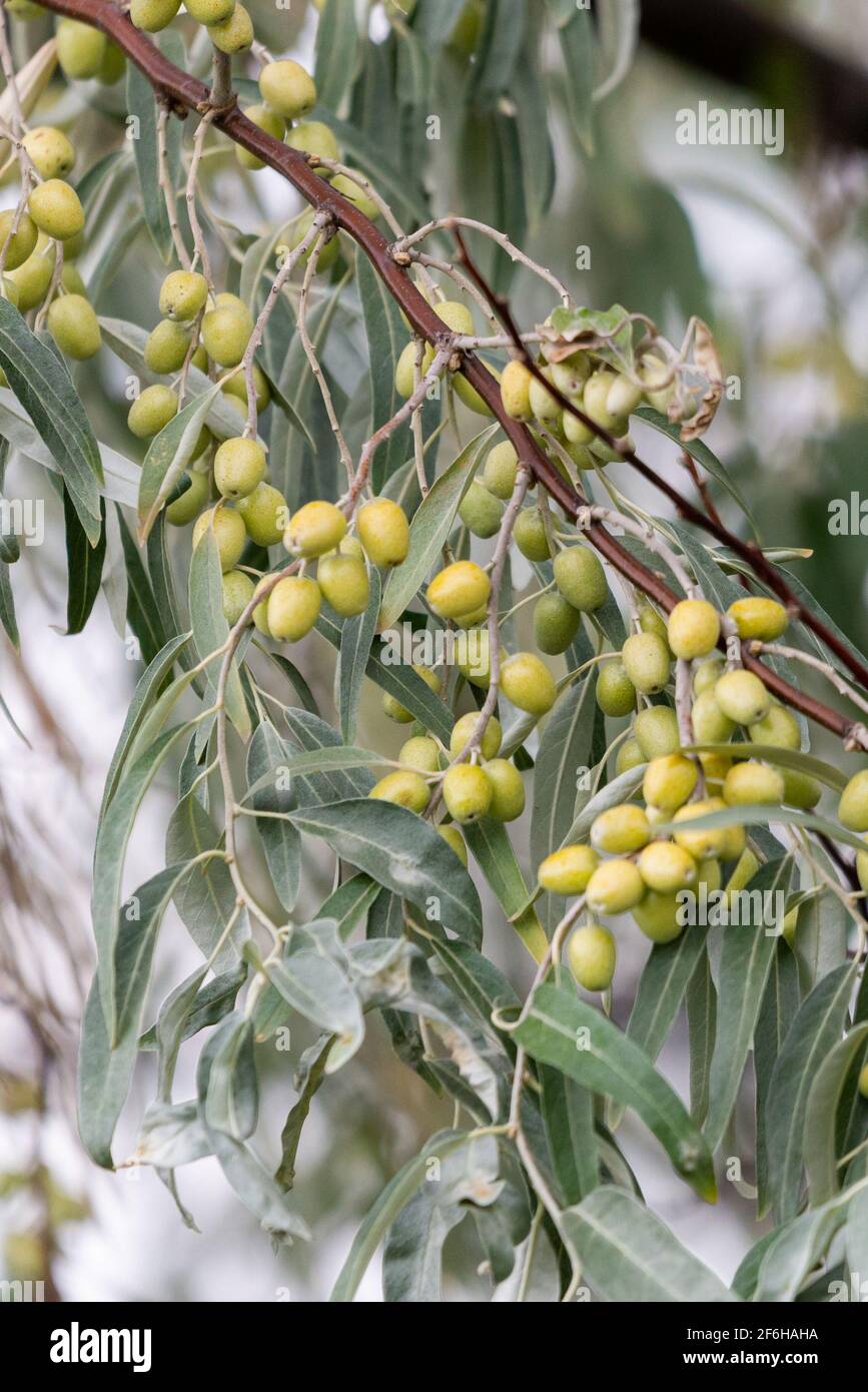 Elaeagnus commutata. Loch silver. Branch with unripe berries. Stock Photo