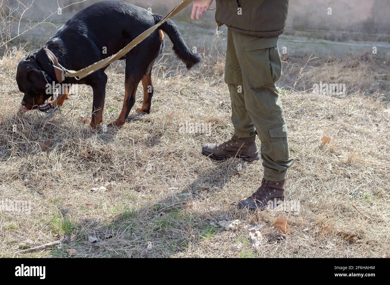 Soldier Rottweiler Muzzle law hi-res stock photography and images - Alamy