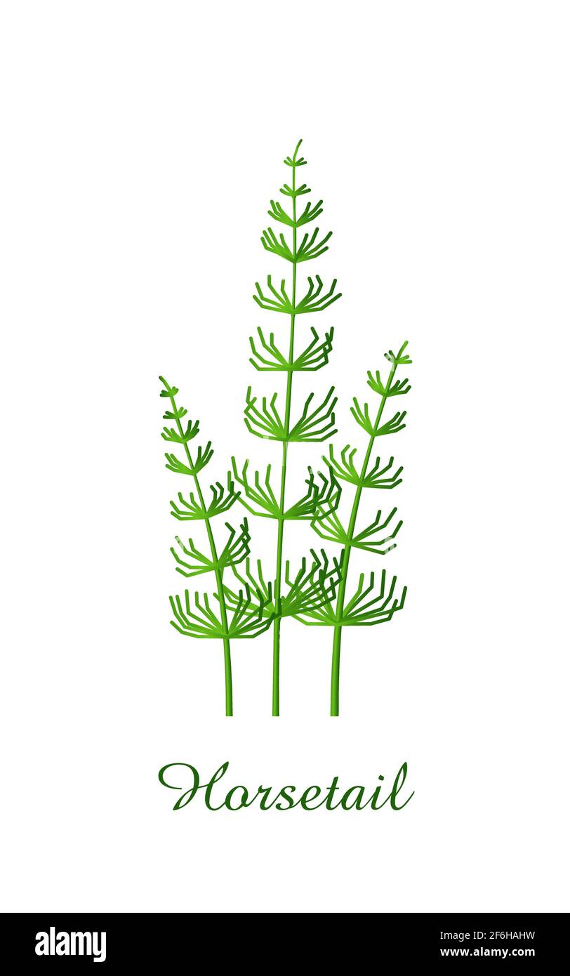 Horsetail plant, green grasses herbs and plants collection, realistic vector illustration Stock Vector