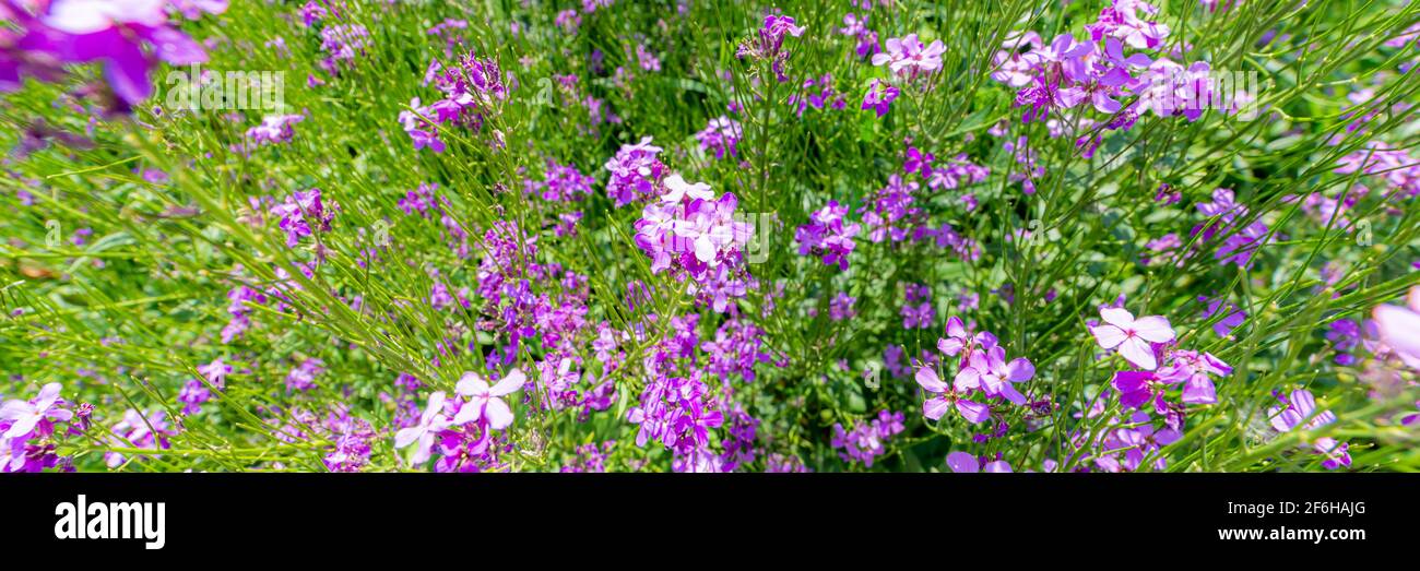 Arabis blepharophylla flowers or rock cress, common coast rock cress or rose rock cress. Arabis Spring Charm blossom. Power flowers pink background. Stock Photo