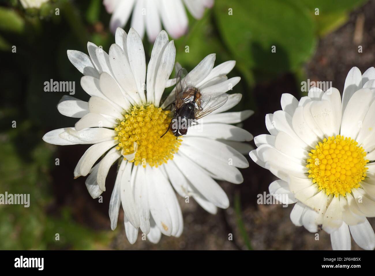 Male face fly, autumn housefly (Musca autumnalis), family Muscidae on a flower of common daisy Bellis perennis, family Asteraceae. Spring, March, Stock Photo