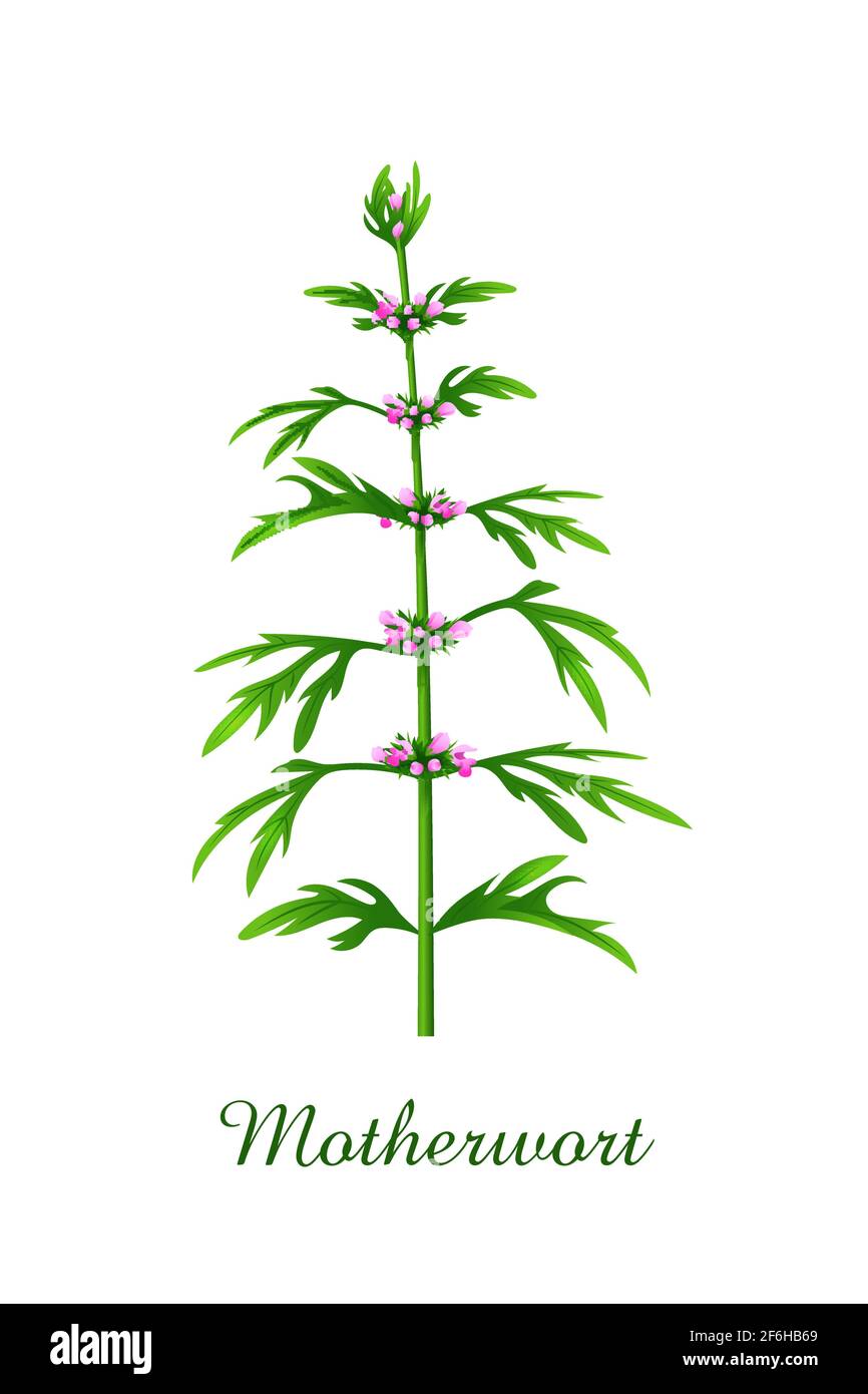 Motherwort plant, green grasses herbs and plants collection, realistic vector illustration Stock Vector