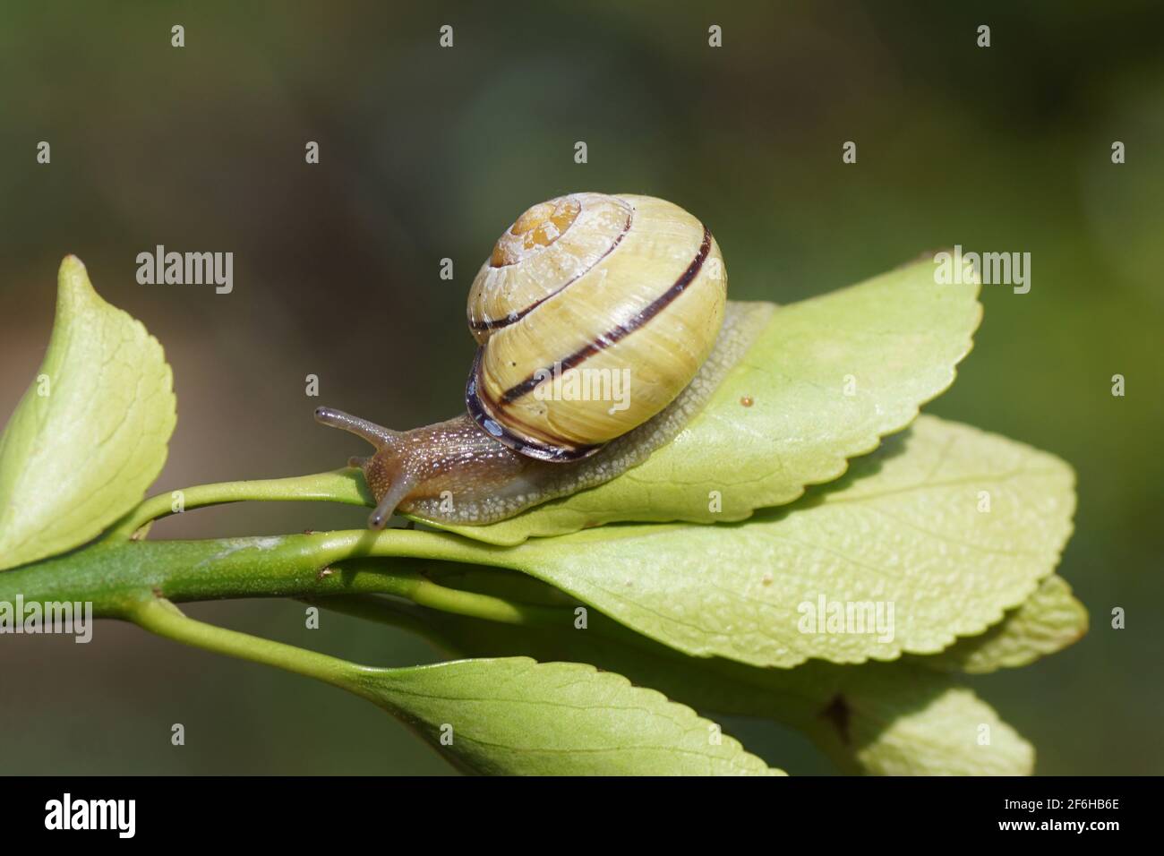 Grove snail or brown-lipped snail (Cepaea nemoralis) of the family Helicidae on a leaf. In a Dutch garden. Spring, March, Netherlands Stock Photo