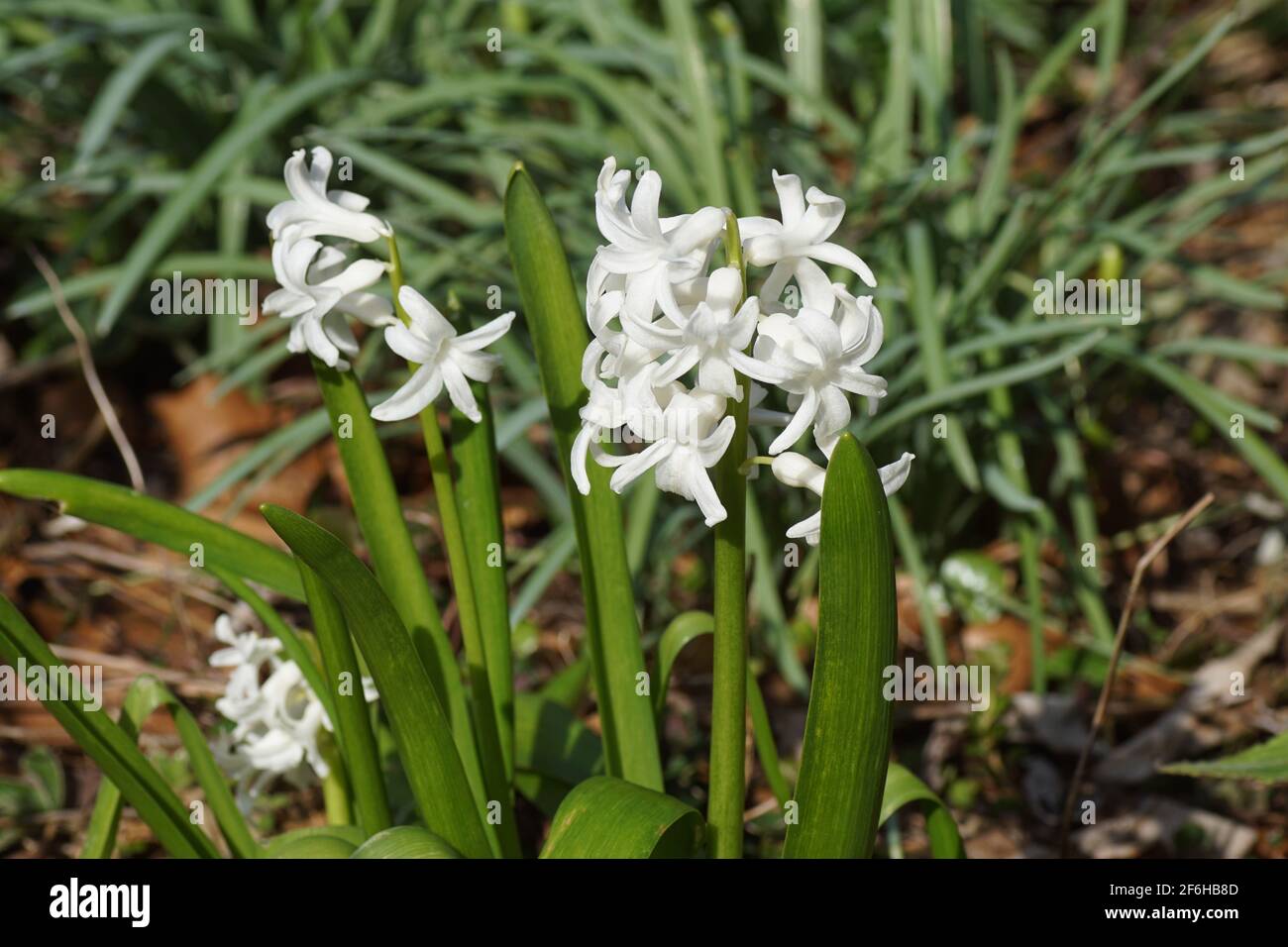 White Common Hyacinth, Garden Hyacinth (Hyacinthus orientalis), Subfamily Scilloideae, Family Asparagaceae. In the garden with faded withered leaves Stock Photo
