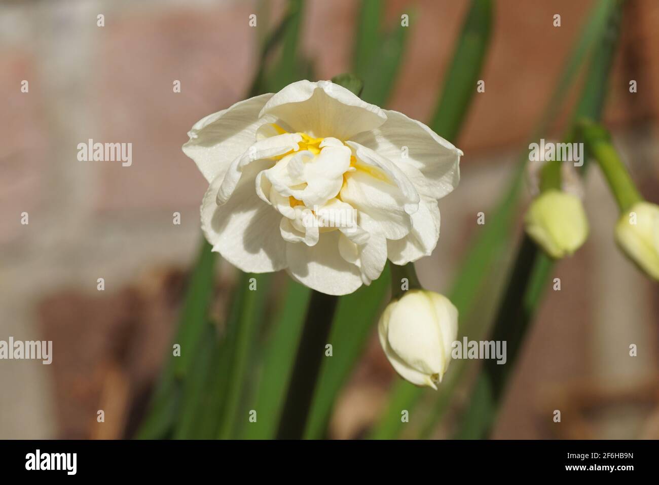 Close Up of a white flower of a double-flowered daffodil with a blurred background in a Dutch garden in the spring. Amaryllis family (Amaryllidaceae). Stock Photo