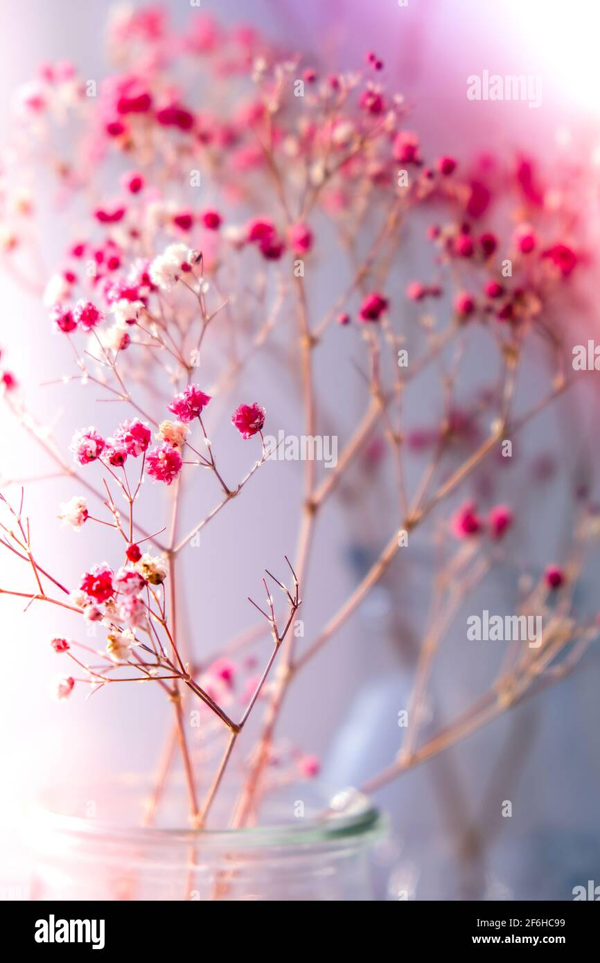 Gypsophila or baby's breath flowers Beautiful pink flower blooming ...