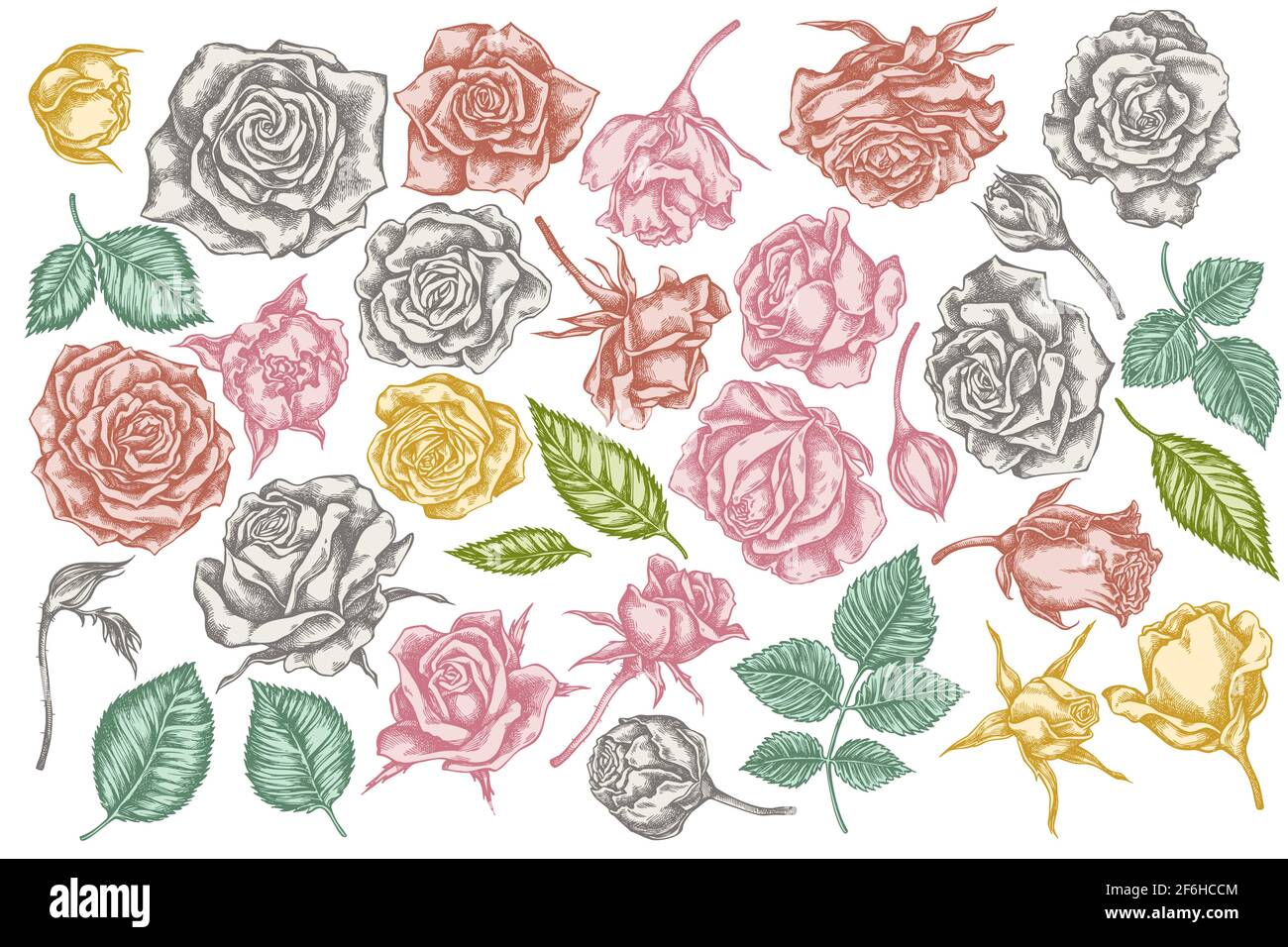 Vector set of hand drawn pastel roses Stock Vector Image & Art - Alamy