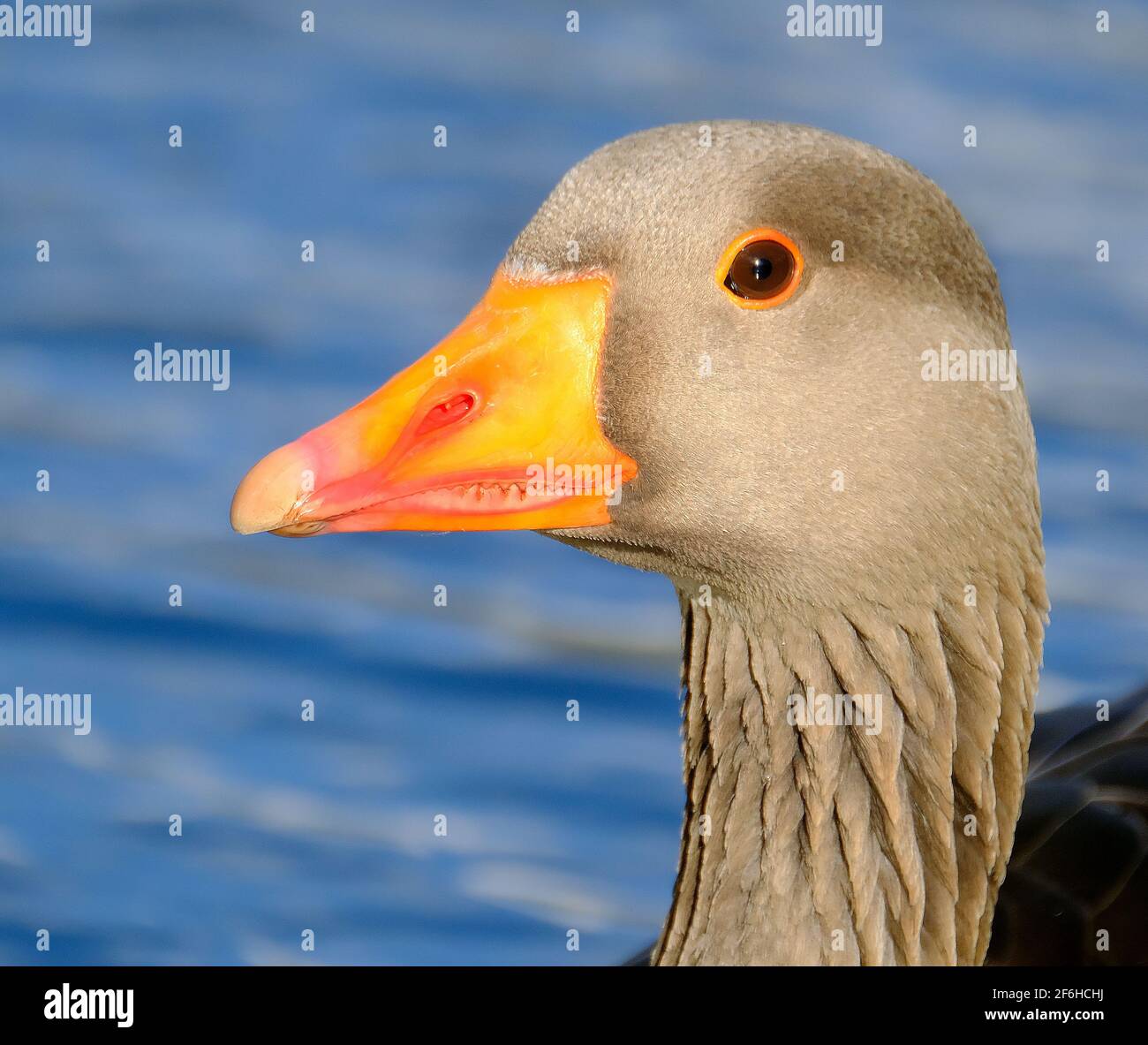 The greylag goose or graylag goose is a species of large goose in the waterfowl family Anatidae and the type species of the genus Anser. Stock Photo