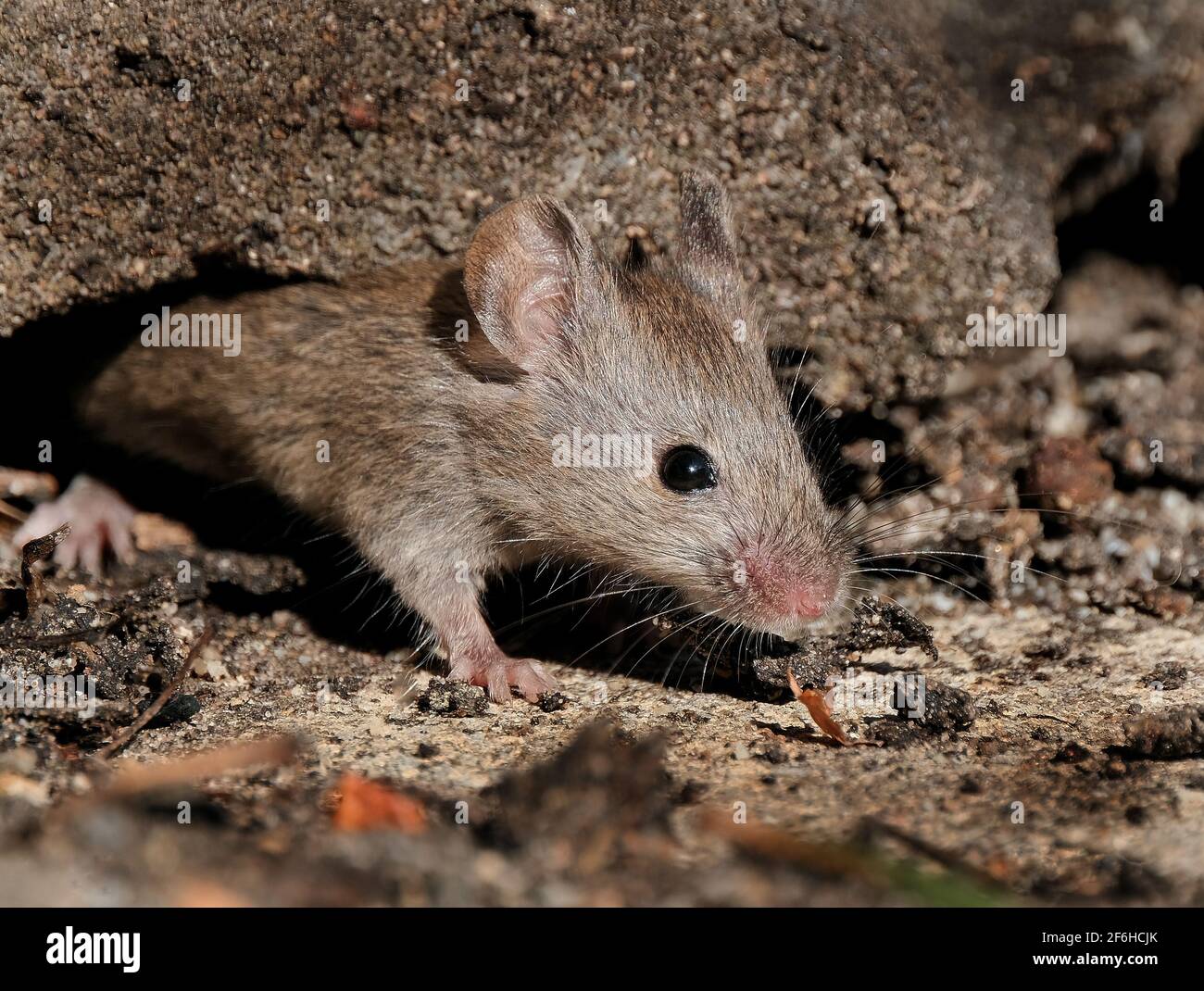 The house mouse is a small mammal of the order Rodentia, characteristically having a pointed snout, large rounded ears, and a long and hairy tail. Stock Photo