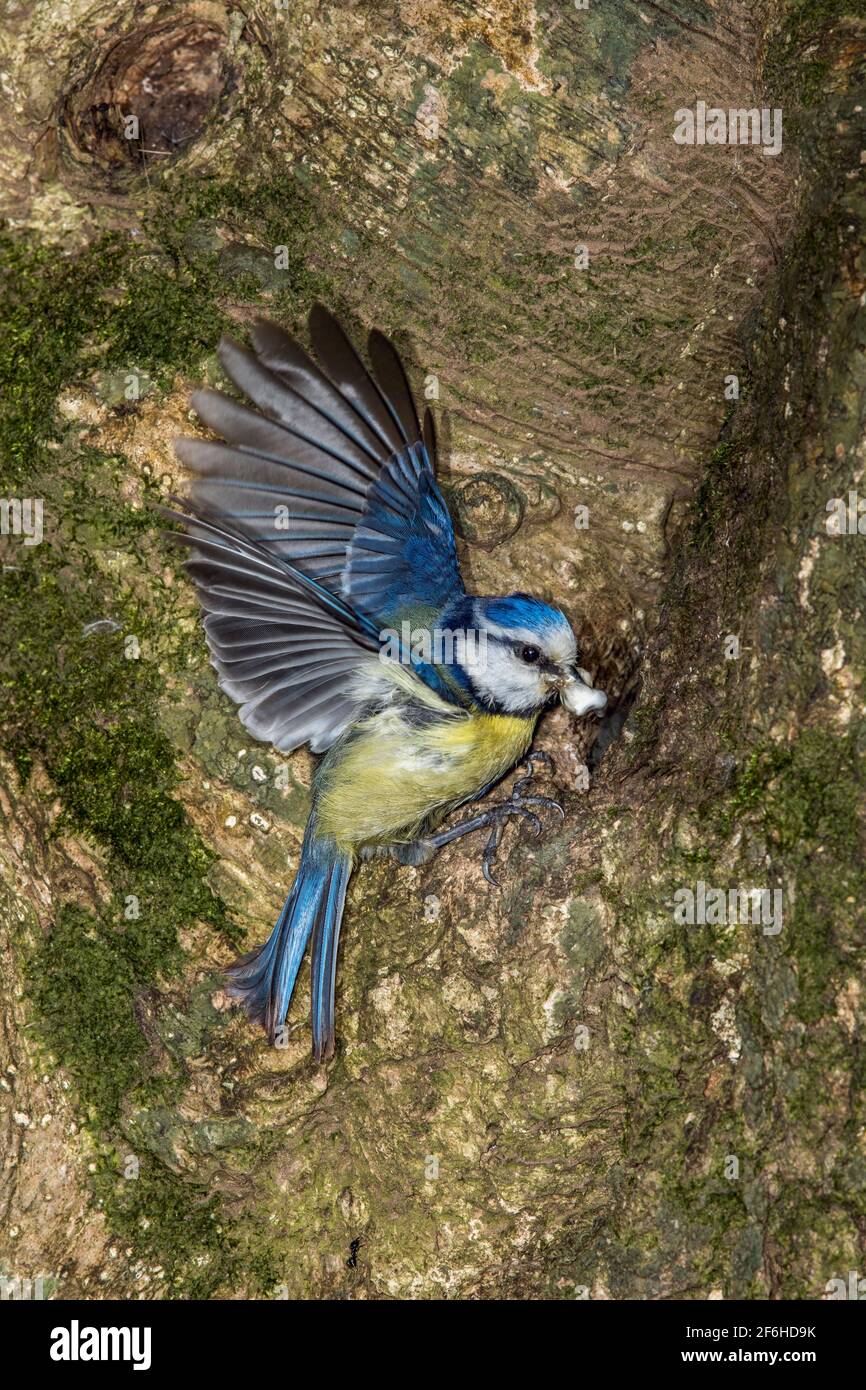 Blue Tit; Cyanistes caeruleus; At Nest Hole; Removing Faecal Sac; UK Stock Photo